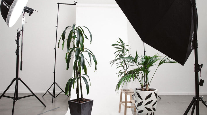 Ecommerce photography 101. Photo of simple studio with lighting and plants.