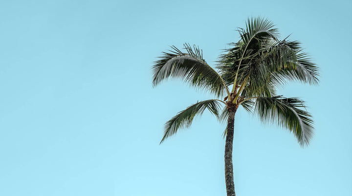  Minimalist shot of a palm tree against a clear blue sky, symbolizing simplicity, relaxation, and tropical-inspired branding