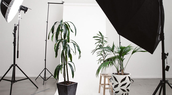 Professional studio setup with lighting equipment and plants, showcasing a clean environment ideal for e-commerce photography and product shoots