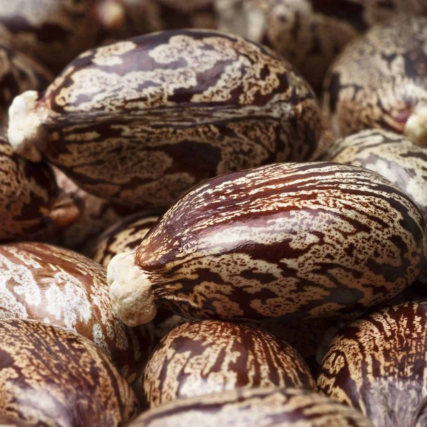 Hemp Infused Beard Growth Oil