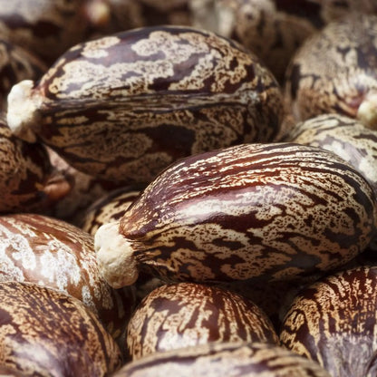 Hemp Infused Beard Growth Oil
