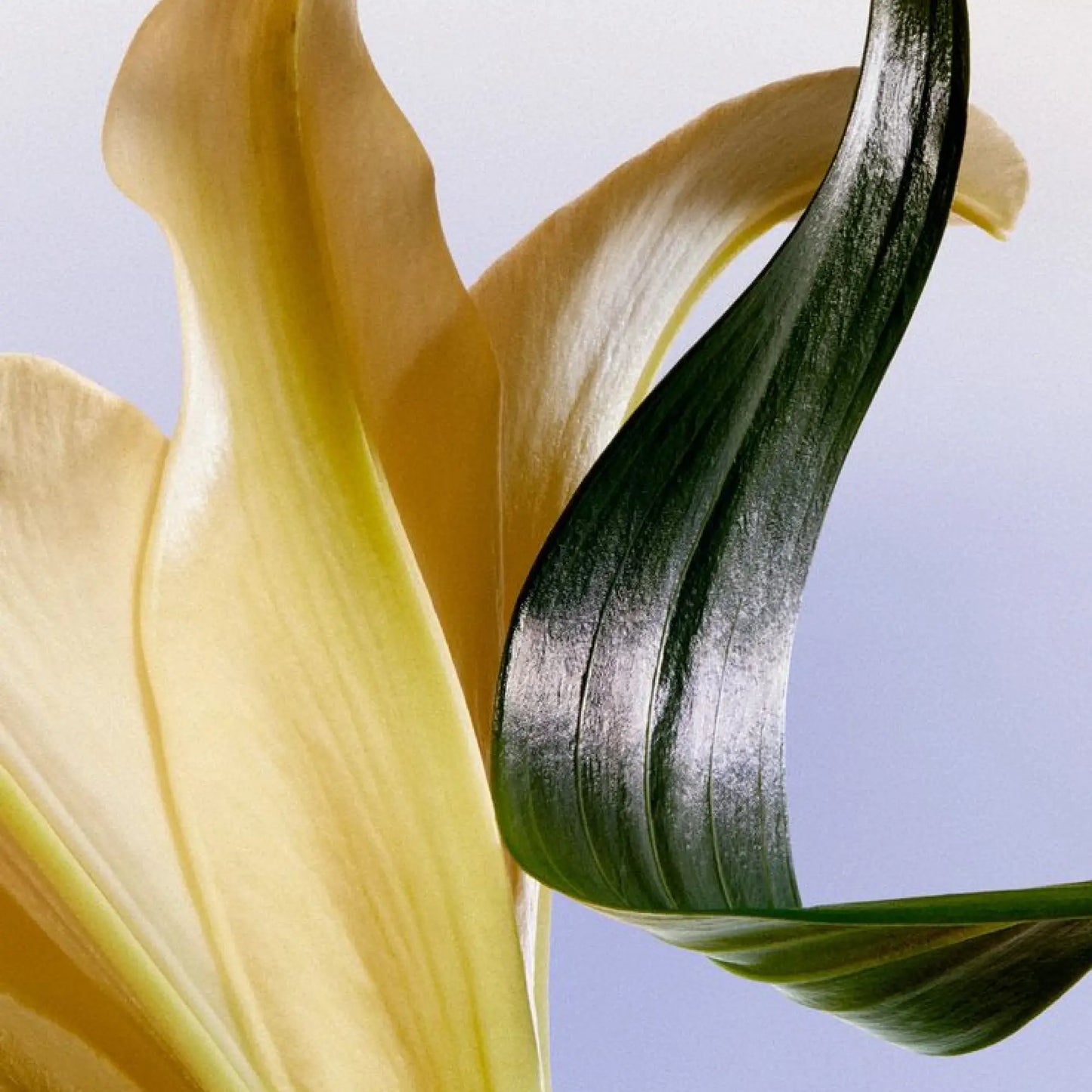 Thermal Shield Serum