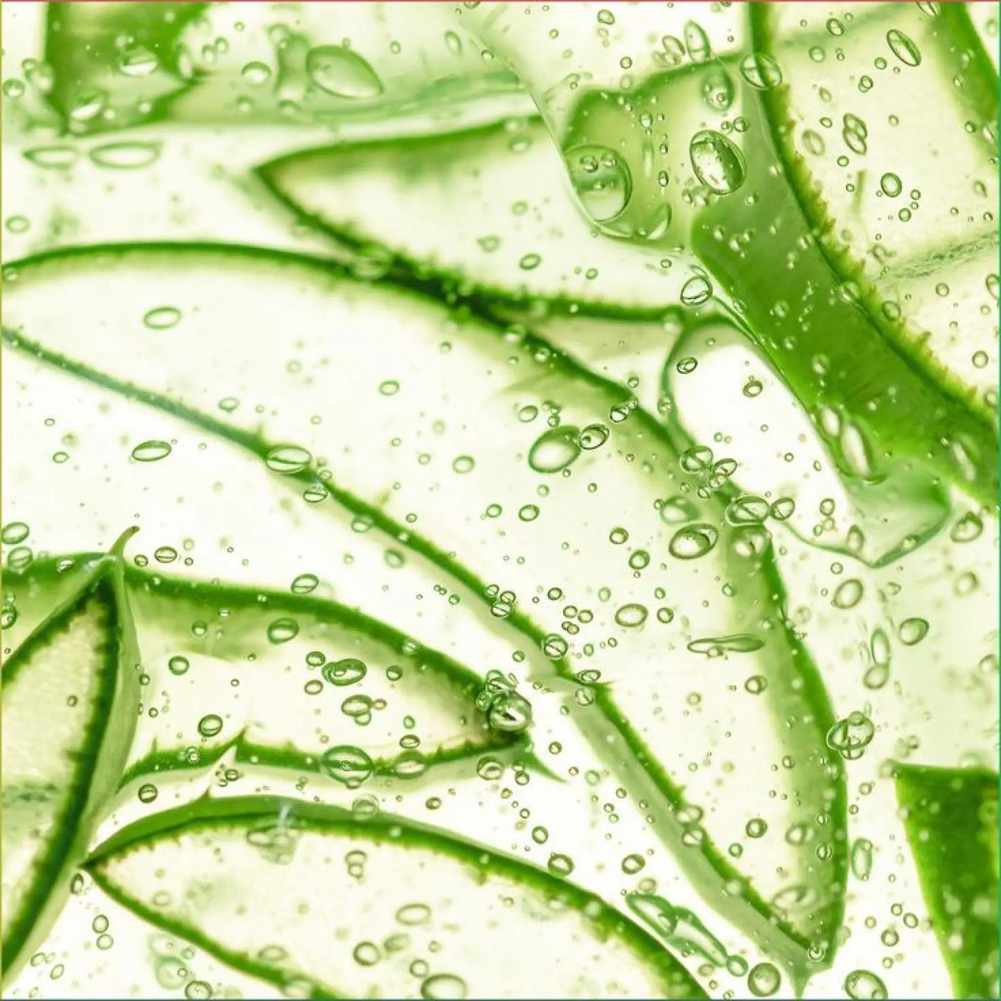 Daily Repair Shampoo