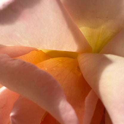 Luxe Leave-In Conditioner