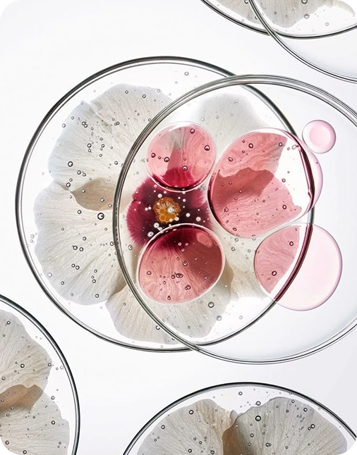 Close-up of a dessert with pink floral arrangement in a glass on a white background