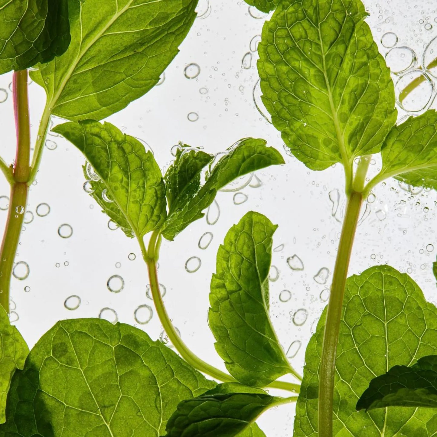 Mint Exfoliating Facial Polish