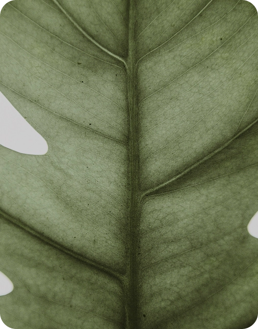 Close-up of a green leaf with a white border