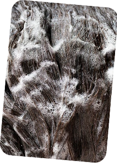 Close up of hair being washed during grooming service 